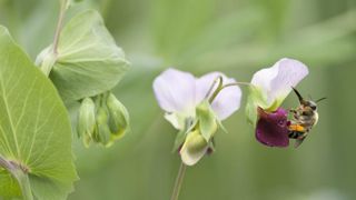Donnez votre avis sur l’impact de la Pac sur la biodiversité Donnez votre avis sur l’impact de la Pac sur la biodiversité
