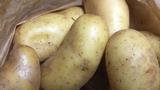 Des surfaces de pommes de terre « trop importantes » en 2020 Des surfaces de pommes de terre « trop importantes » en 2020