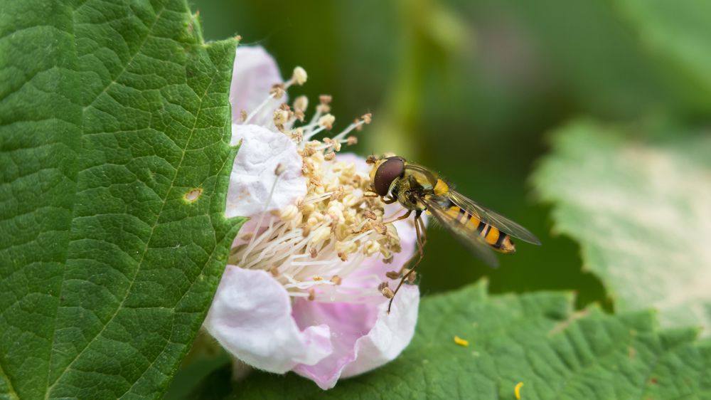 La legislation européenne, « une menace » pour les pollinisateurs