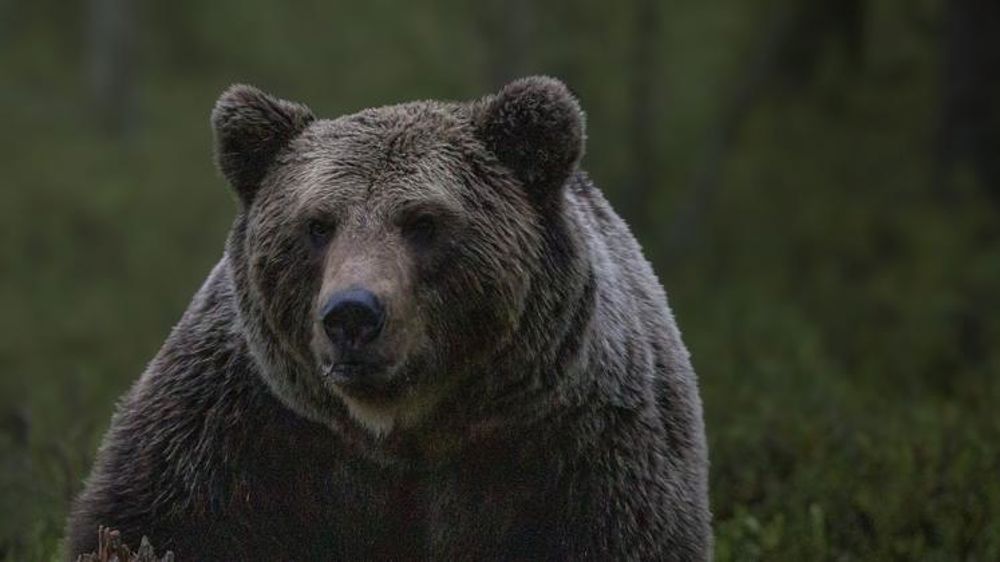 L’ours sème la panique en Ariège 