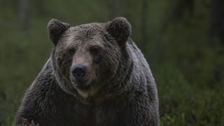 L’ours sème la panique en Ariège L’ours sème la panique en Ariège