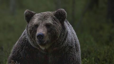 L’ours sème la panique en Ariège L’ours sème la panique en Ariège