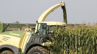 La récolte pourrait débuter avant le 20 août La récolte pourrait débuter avant le 20 août