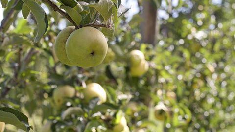 La production française de pommes chute de 9 % La production française de pommes chute de 9 %