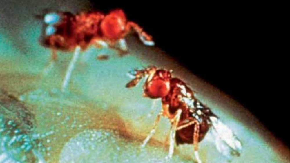 La liste des produits de biocontrôle est mise à jour