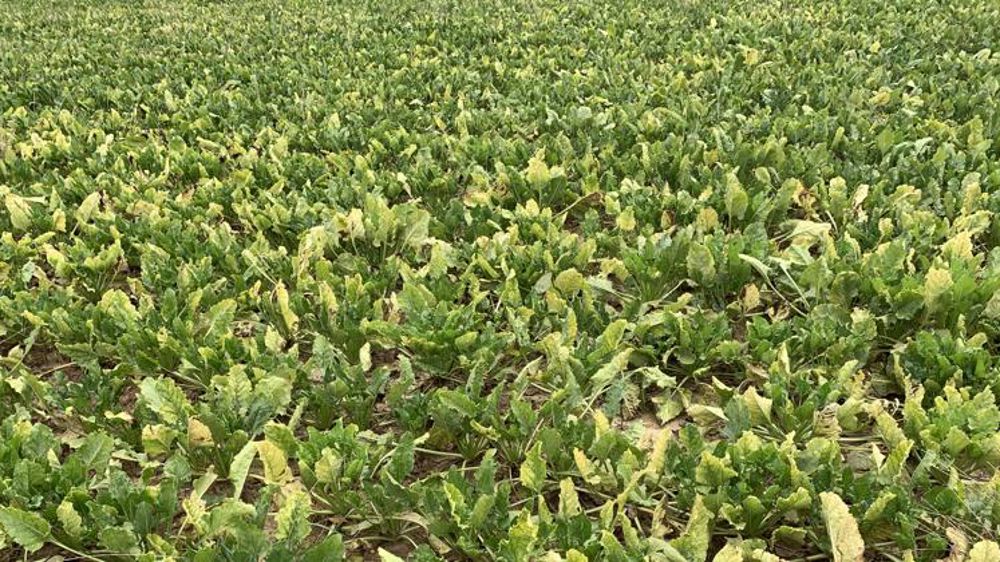 Les betteraves bio n’échappent pas à la jaunisse