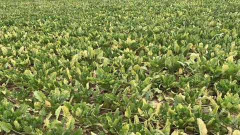 Les betteraves bio n’échappent pas à la jaunisse Les betteraves bio n’échappent pas à la jaunisse