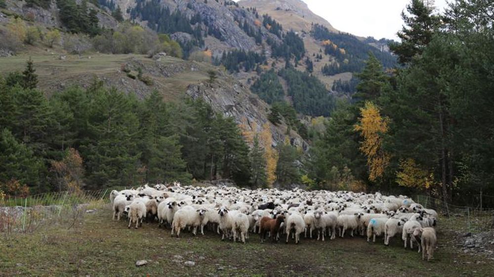 Bonne tenue des cours de l’agneau en juillet