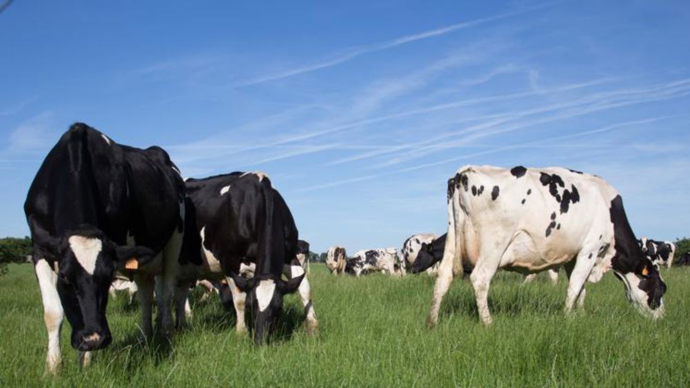 Les Vosges et le Loiret marquent des points contre l’IBR