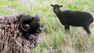 Une brebis dévorée par des sangliers ? Une brebis dévorée par des sangliers ?