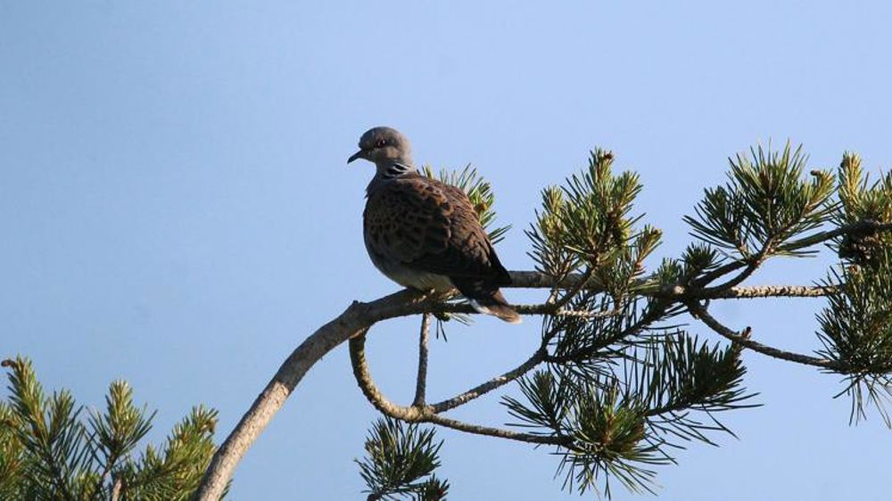 Les quotas des chasses traditionnelles et de la tourterelle des bois sont connus