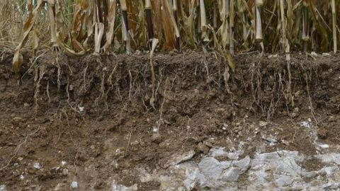 600 milliards de dollars pourraient être stockés dans les sols agricoles