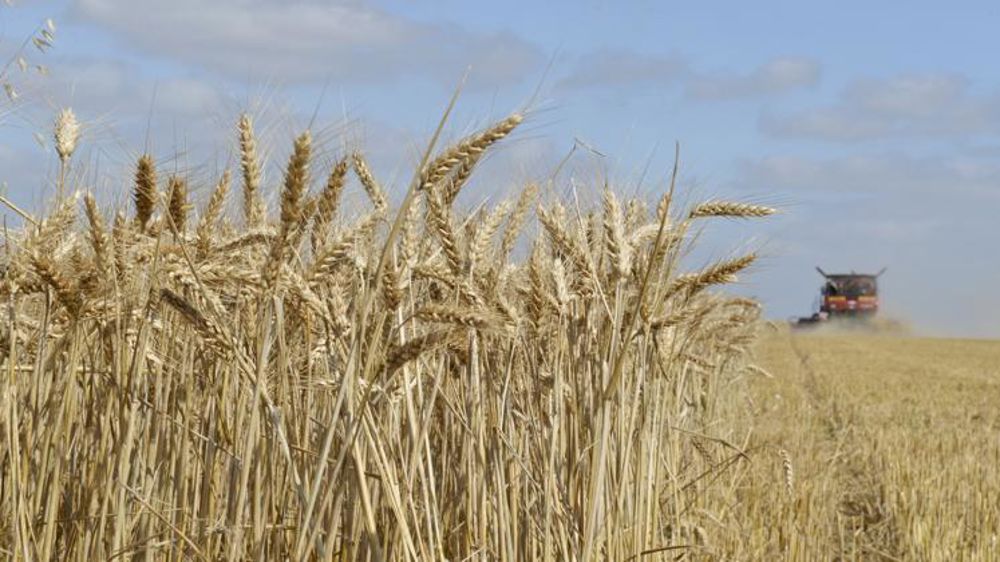 La Russie redevient le premier exportateur mondial de blé tendre