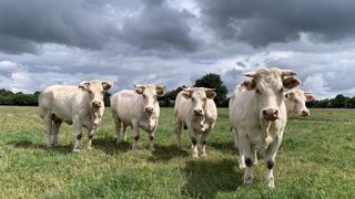 La production de viande bio a doublé en cinq ans La production de viande bio a doublé en cinq ans