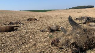 Une dizaine de sangliers écrasés Une dizaine de sangliers écrasés