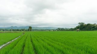 L’Indonésie va créer des exploitations agricoles géantes L’Indonésie va créer des exploitations agricoles géantes