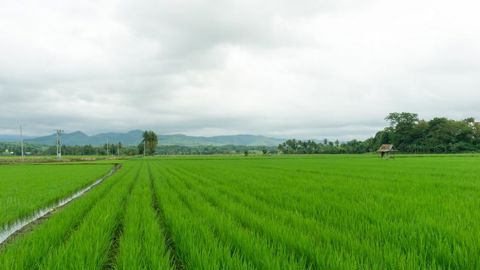 L’Indonésie va créer des exploitations agricoles géantes L’Indonésie va créer des exploitations agricoles géantes