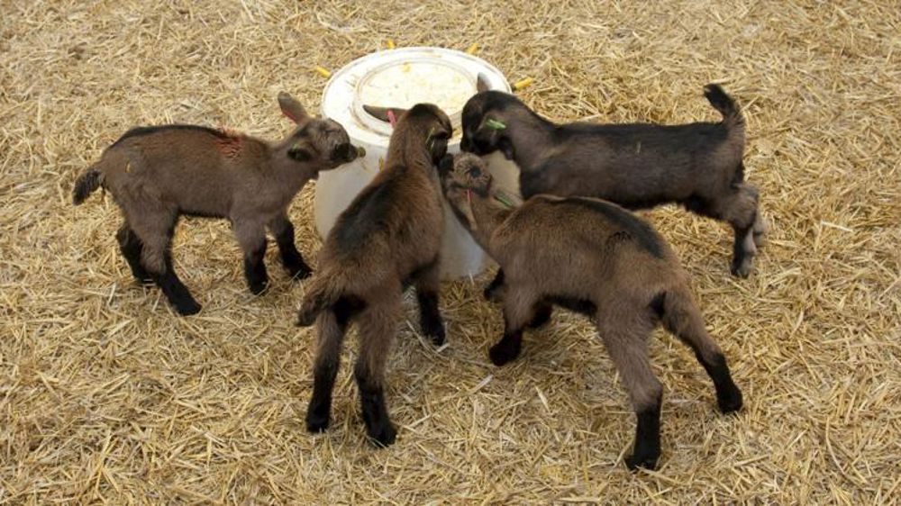 Valoriser le chevreau sur le marché français