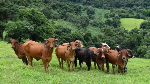 JBS se dote d’un plan « anti-déforestation » JBS se dote d’un plan « anti-déforestation »