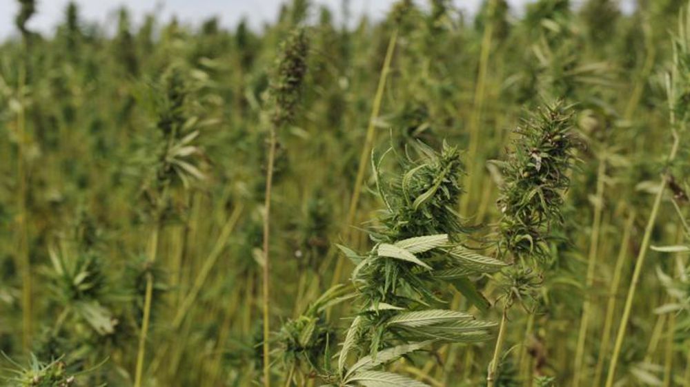 La filière française peine à bien naître 