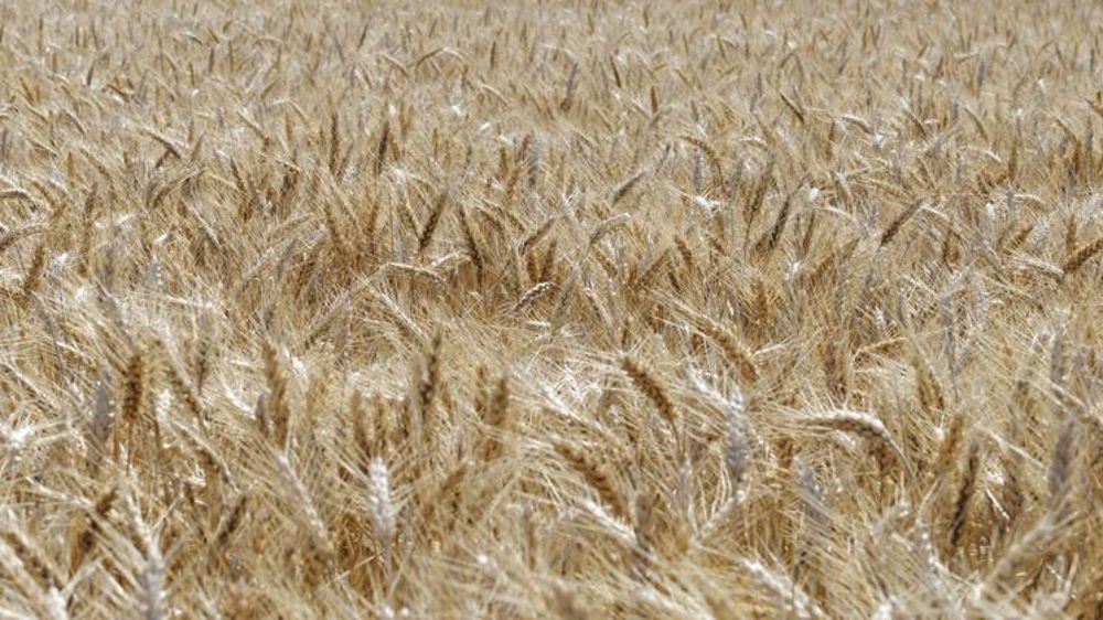 La filière de l’amidonnerie est chahutée