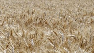 La filière de l’amidonnerie est chahutée La filière de l’amidonnerie est chahutée