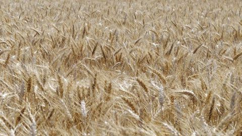 La filière de l’amidonnerie est chahutée