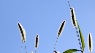 Un mélange d’herbicides peut provoquer des résistances générales Un mélange d’herbicides peut provoquer des résistances générales