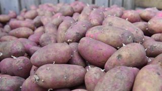 Le « sans phyto », une utopie bientôt devenue réalité ? Le « sans phyto », une utopie bientôt devenue réalité ?