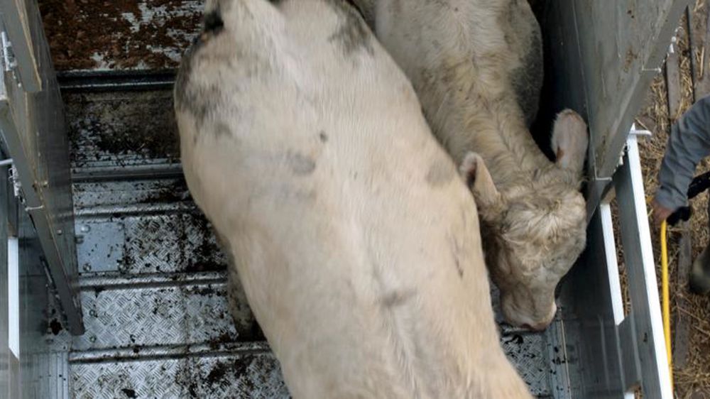 Au moins 180 000 euros de chèques en bois pour du bétail