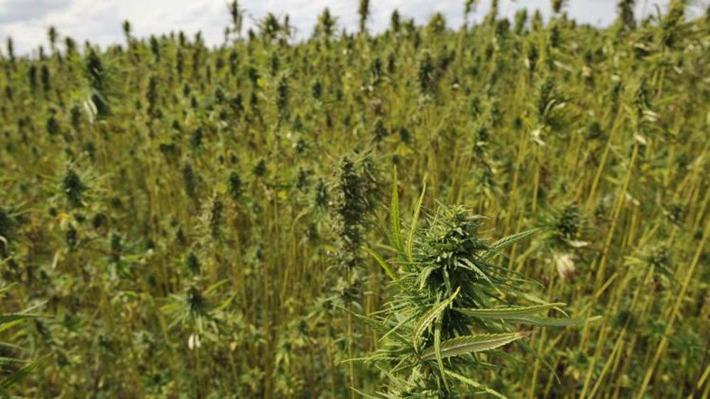 Une première autorisation pour le cannabis thérapeutique 