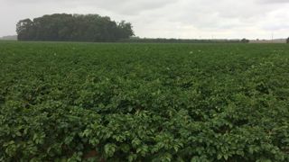 L’Union européenne doit statuer sur le mancozèbe L’Union européenne doit statuer sur le mancozèbe