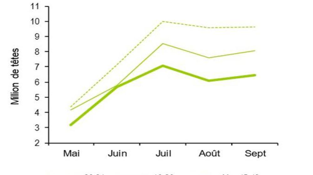 La chicorée ne résiste pas à la météo et au Covid-19