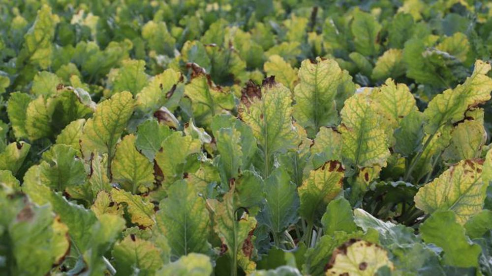 Les sénateurs examinent le projet de loi sur les néonicotinoïdes