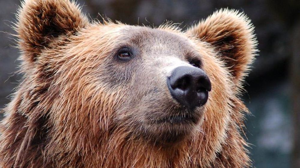 En quête de solutions pour cohabiter avec l’ours