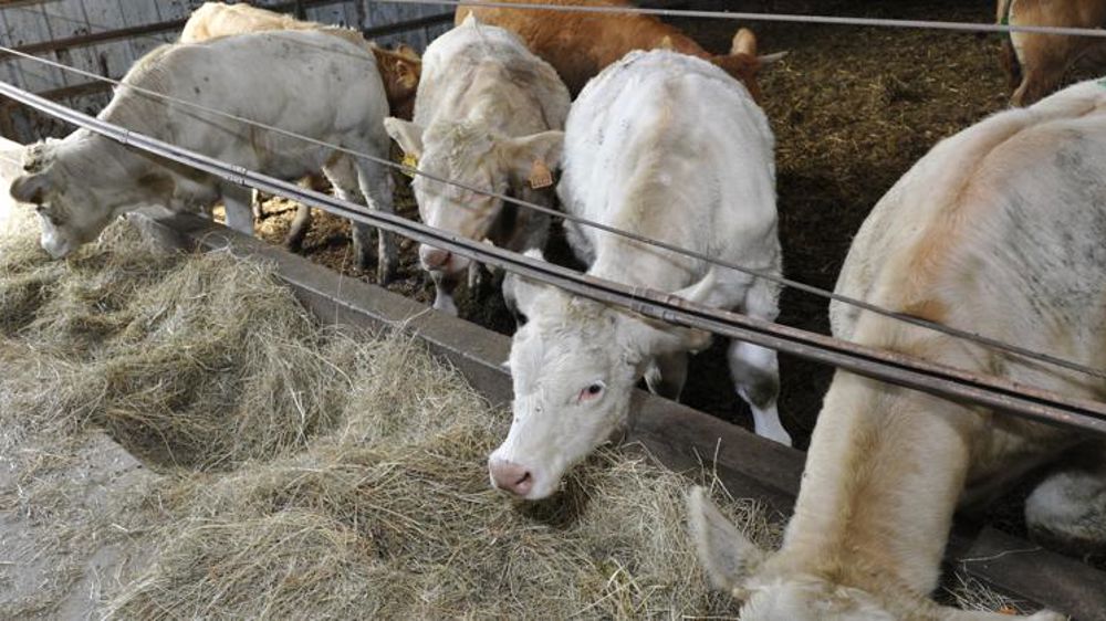 Une baisse des exportations de broutards en trompe l’œil