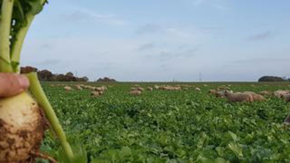 La saison aux multiples récoltes