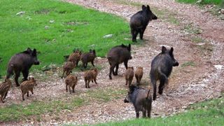 La peste porcine africaine gagne du terrain en Allemagne La peste porcine africaine gagne du terrain en Allemagne