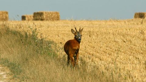Des dérogations pour chasser le sanglier et le chevreuil Des dérogations pour chasser le sanglier et le chevreuil
