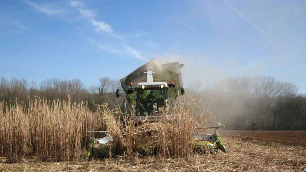 Des perspectives pour le miscanthus et le sorgho