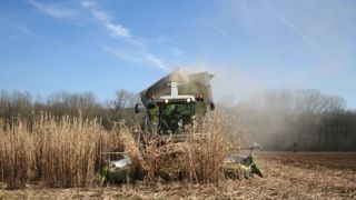 Des perspectives pour le miscanthus et le sorgho Des perspectives pour le miscanthus et le sorgho