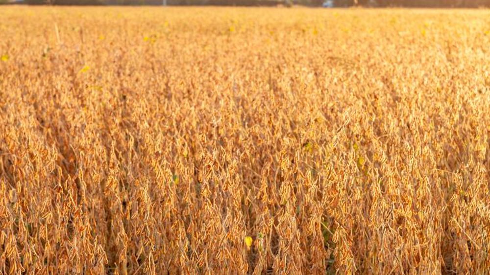 La récolte de soja se maintiendrait à 430 000 tonnes