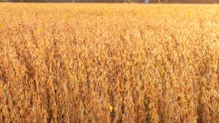 La récolte de soja se maintiendrait à 430 000 tonnes La récolte de soja se maintiendrait à 430 000 tonnes