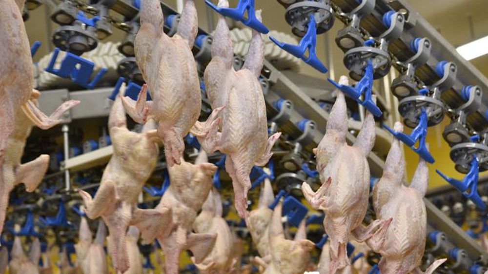 Moins de volailles à l’abattoir en septembre