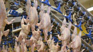 Moins de volailles à l’abattoir en septembre Moins de volailles à l’abattoir en septembre