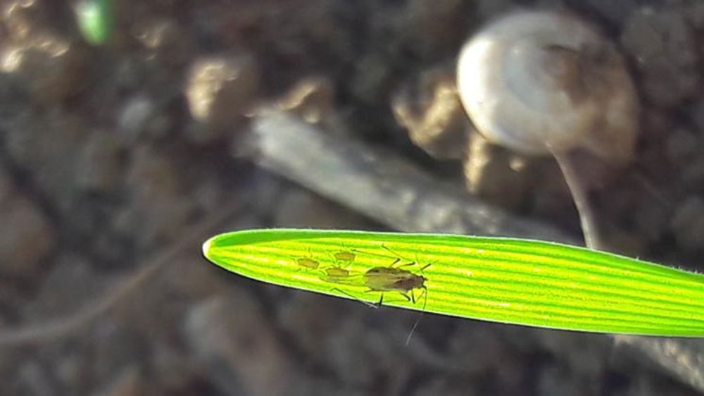 Les pucerons s’invitent sur les céréales
