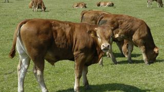 « Valoriser les broutards grâce à la préparation sanitaire » « Valoriser les broutards grâce à la préparation sanitaire »