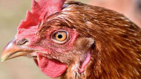 Un foyer de grippe aviaire détecté en France Un foyer de grippe aviaire détecté en France