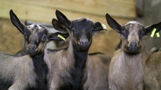 Les engraisseurs de chevreaux sont dans le rouge Les engraisseurs de chevreaux sont dans le rouge