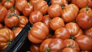 Les prix des tomates reprennent des couleurs Les prix des tomates reprennent des couleurs
